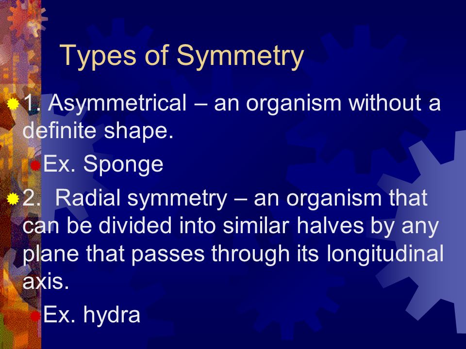 Types of Symmetry 1. Asymmetrical – an organism without a definite shape. Ex. Sponge.