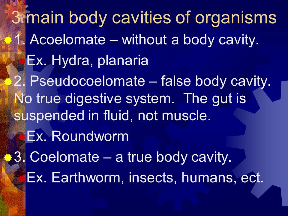 3 main body cavities of organisms