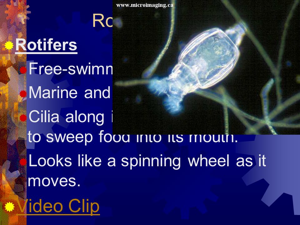 Rotifera (phylum) Video Clip Rotifers Free-swimming
