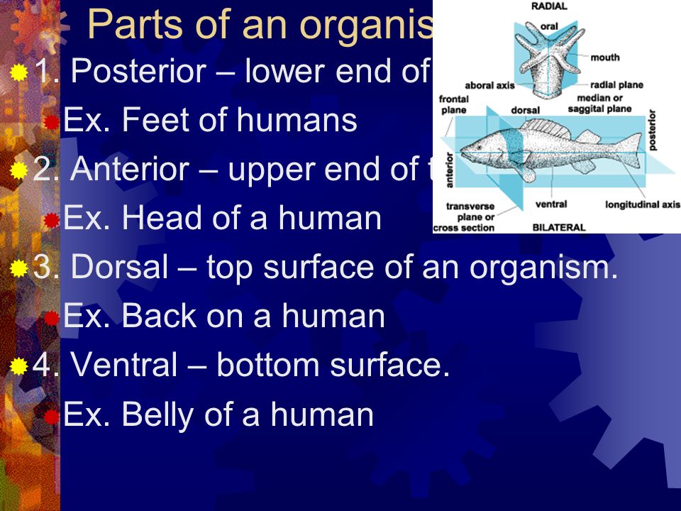 Parts of an organisms’ surface