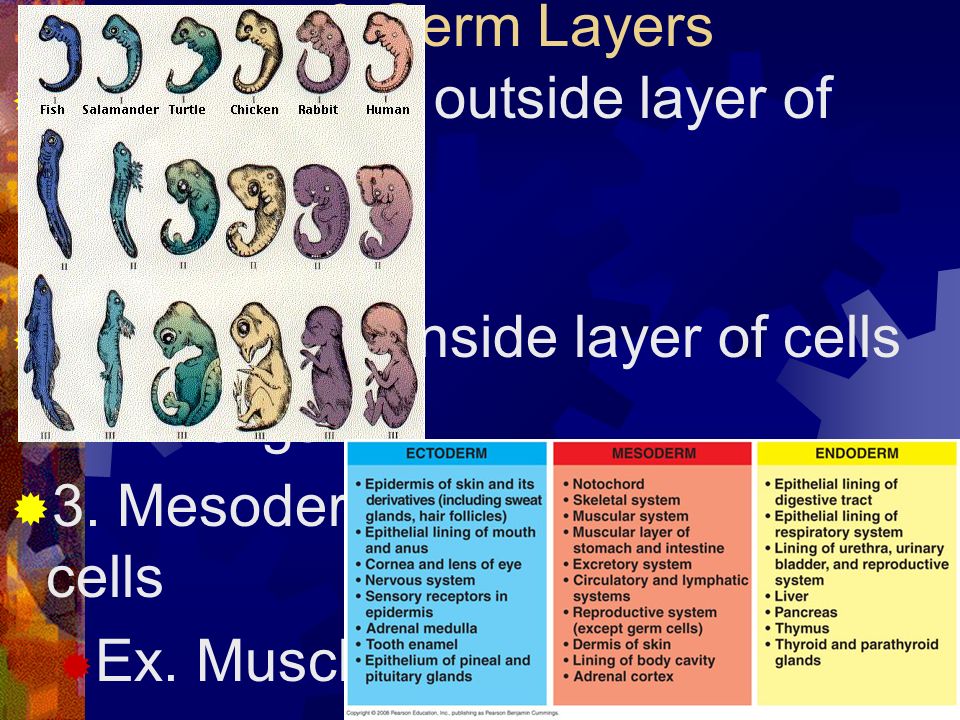 3 Germ Layers 1. Ectoderm – outside layer of cells. Ex. Skin. 2. Endoderm inside layer of cells. Ex. Organs.