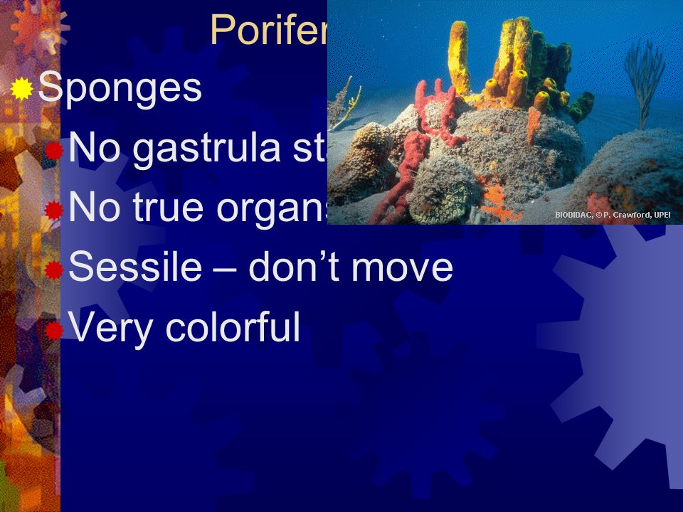 Porifera (phylum) Sponges No gastrula stage No true organs Sessile – don’t move Very colorful