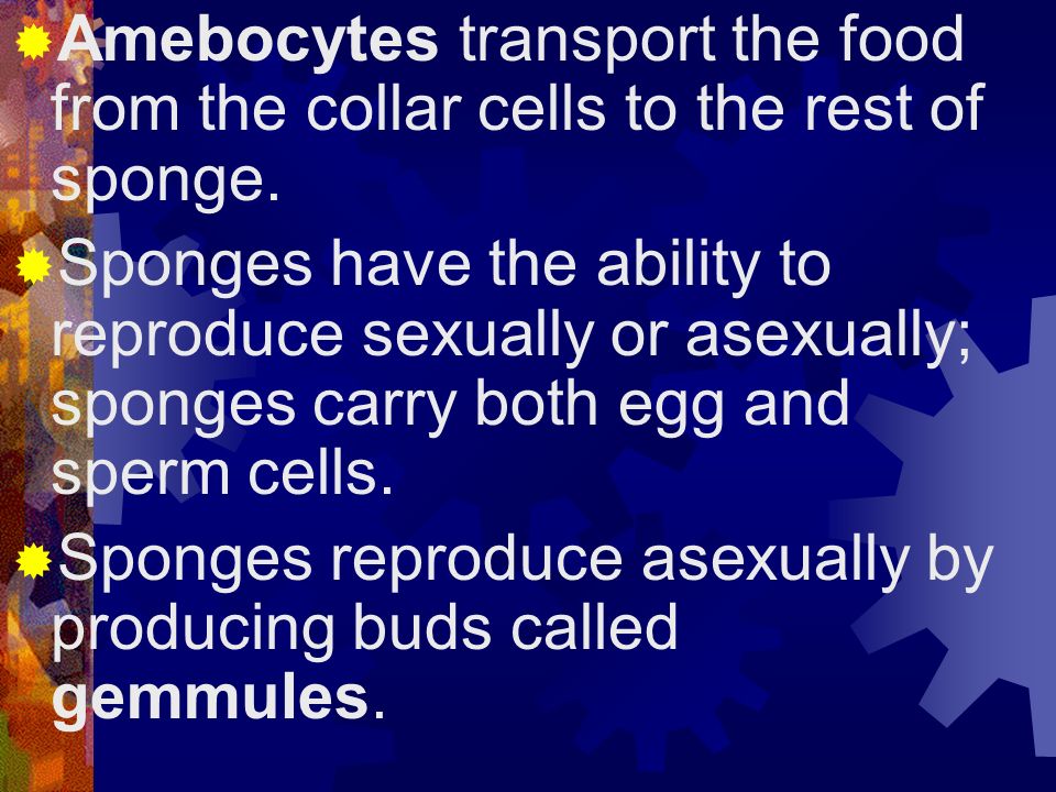 Amebocytes transport the food from the collar cells to the rest of sponge.