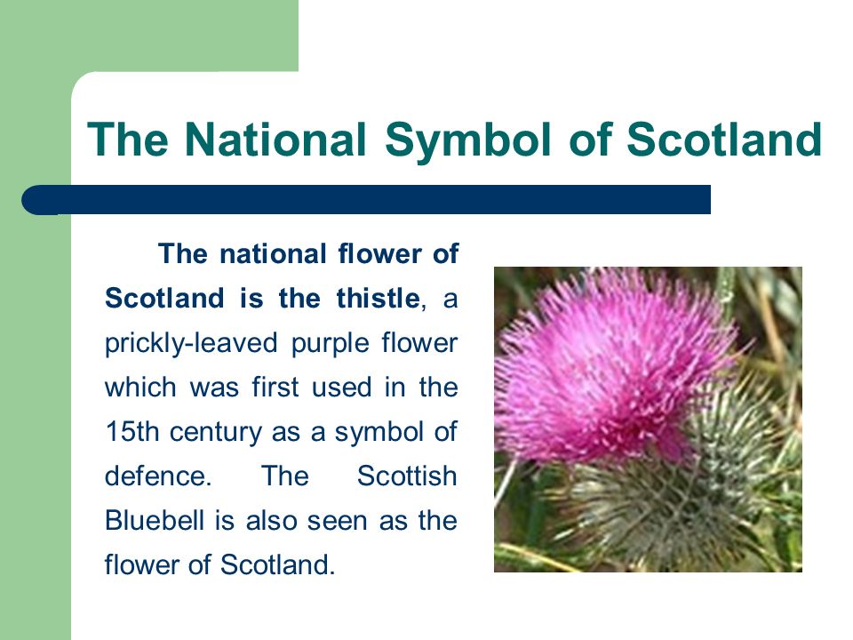 The National Symbol of Scotland