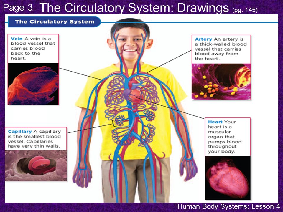 The Circulatory System: Drawings (pg. 145)