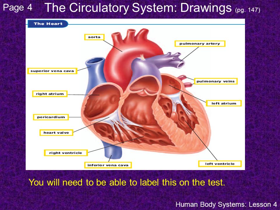The Circulatory System: Drawings (pg. 147)