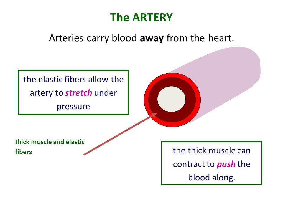The ARTERY Arteries carry blood away from the heart.