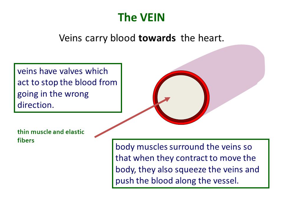 Veins carry blood towards the heart.