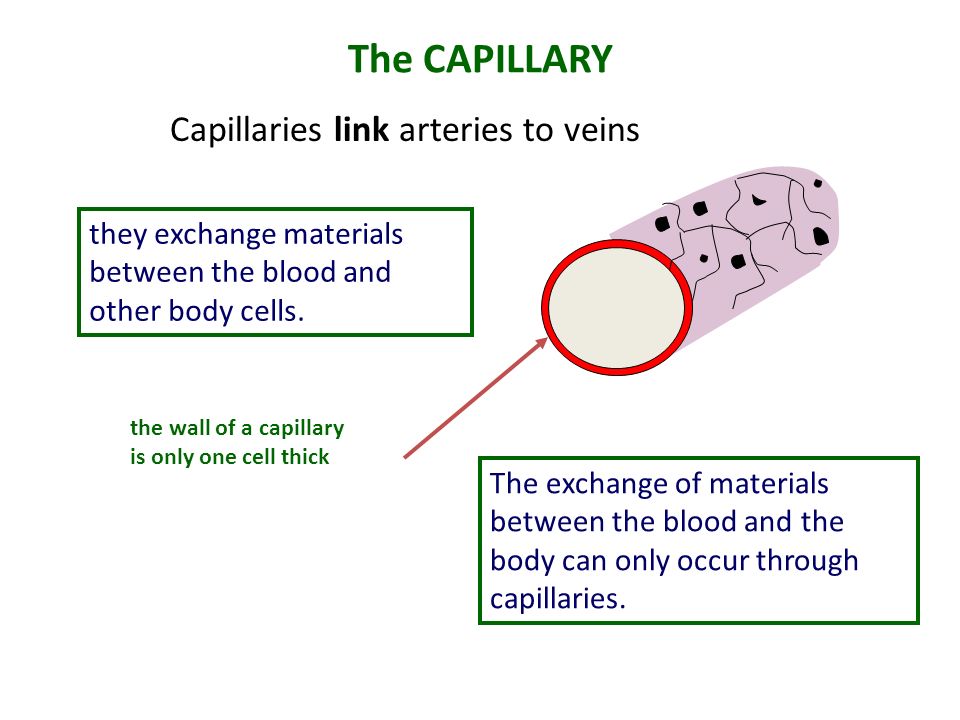 The CAPILLARY Capillaries link arteries to veins