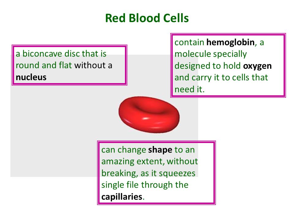 Red Blood Cells contain hemoglobin, a molecule specially designed to hold oxygen and carry it to cells that need it.