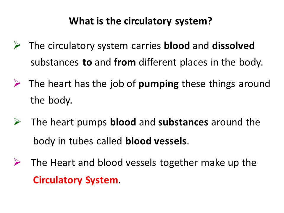 What is the circulatory system