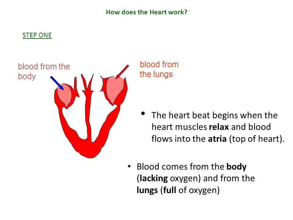 How does the Heart work STEP ONE. blood from the body. blood from the lungs.