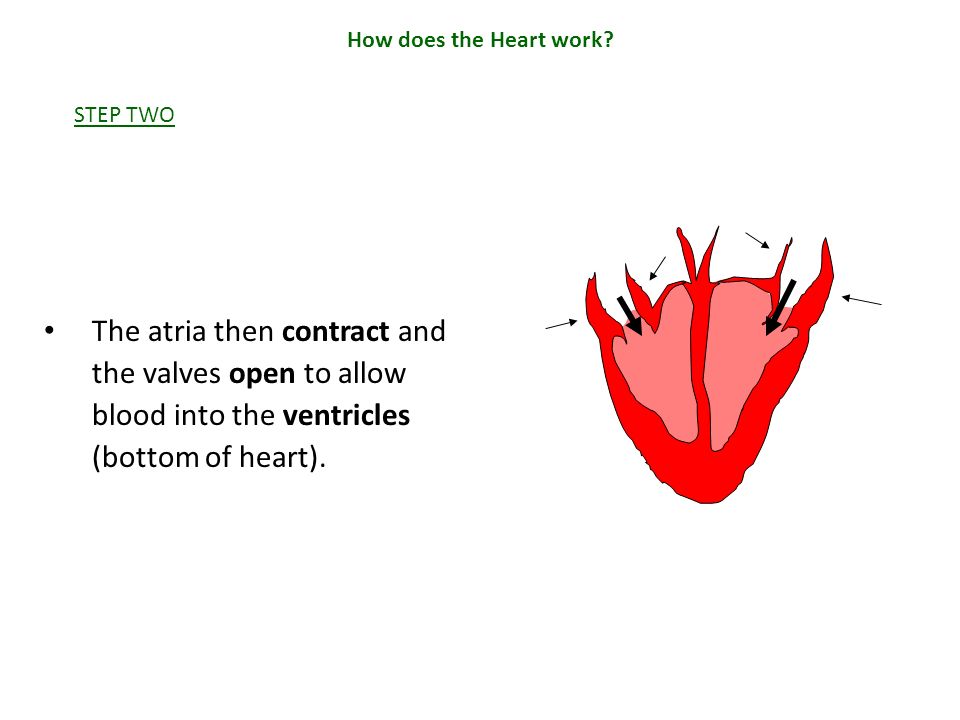 How does the Heart work. STEP TWO.
