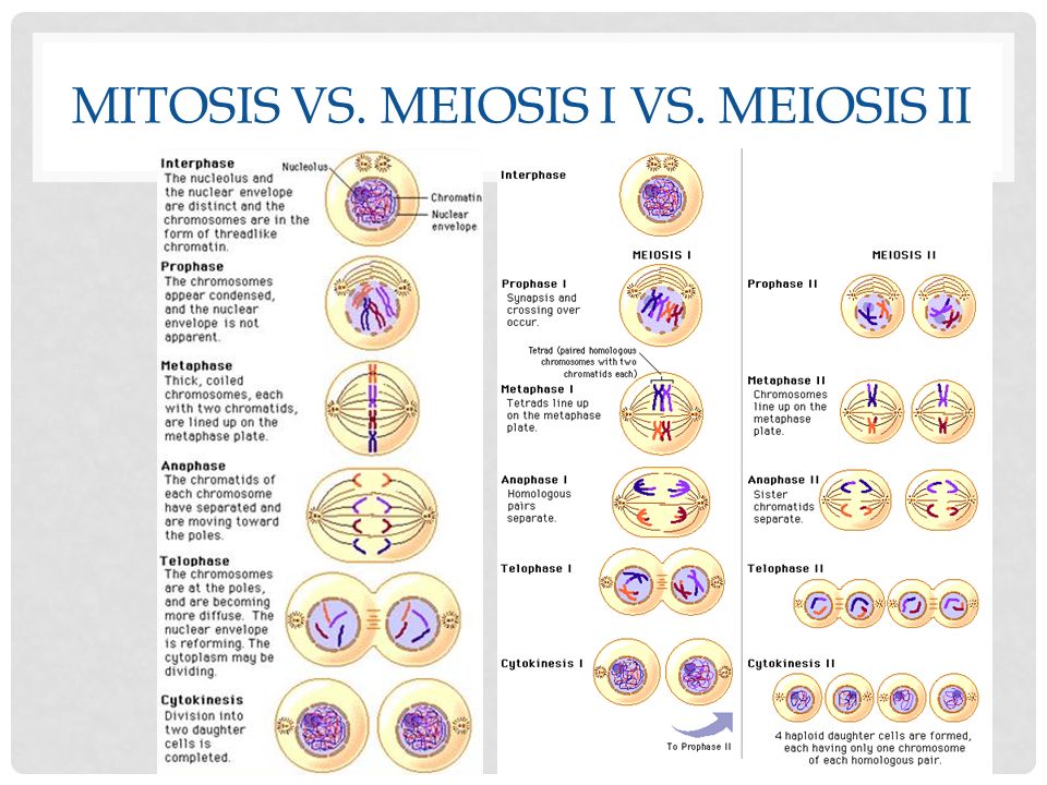 Sexual Life Cycles Meiosis Ppt Video Online Download.