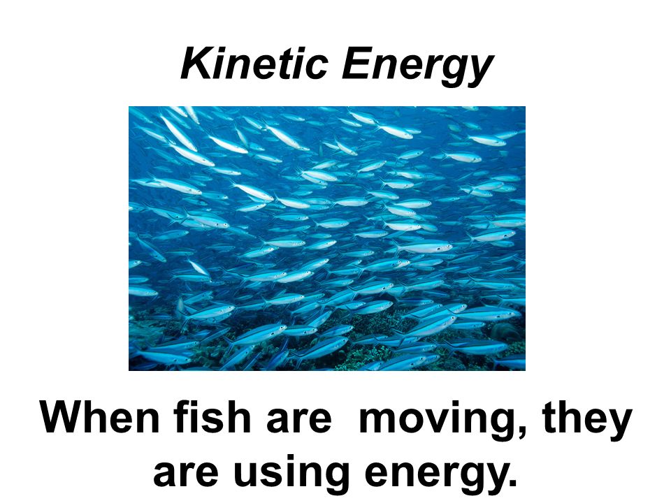 When fish are moving, they are using energy.