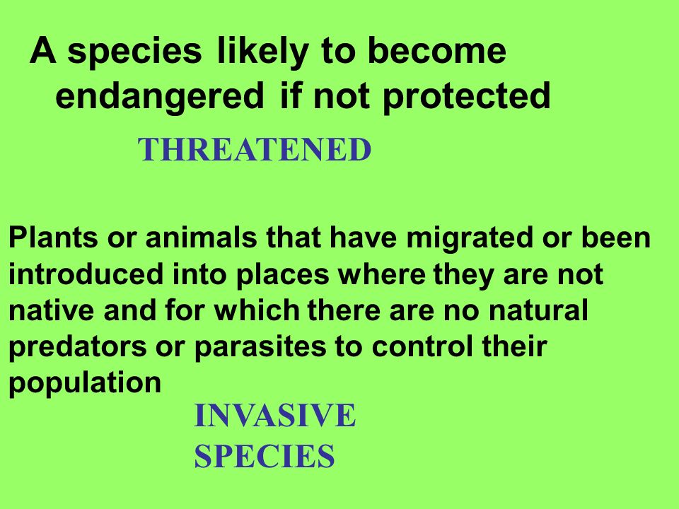 A species likely to become endangered if not protected