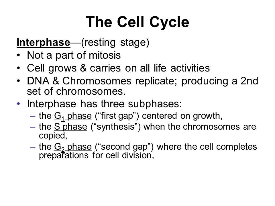 The Cell Cycle Interphase—(resting stage) Not a part of mitosis