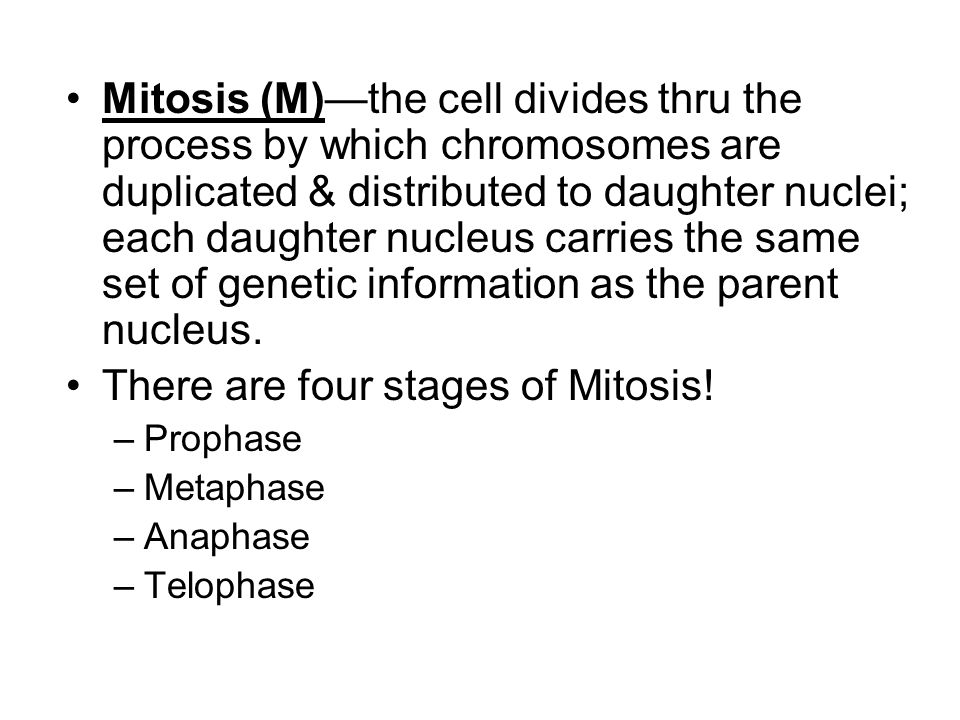 There are four stages of Mitosis!