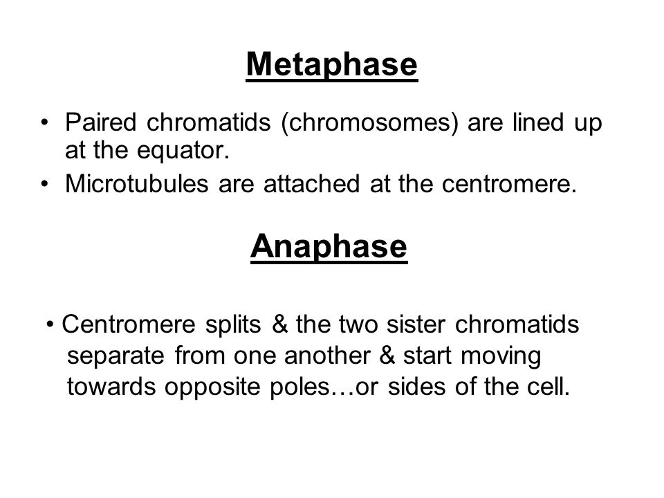 Metaphase Paired chromatids (chromosomes) are lined up at the equator. Microtubules are attached at the centromere.