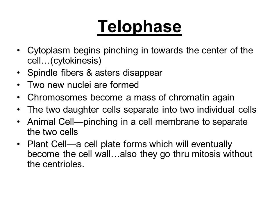 Telophase Cytoplasm begins pinching in towards the center of the cell…(cytokinesis) Spindle fibers & asters disappear.