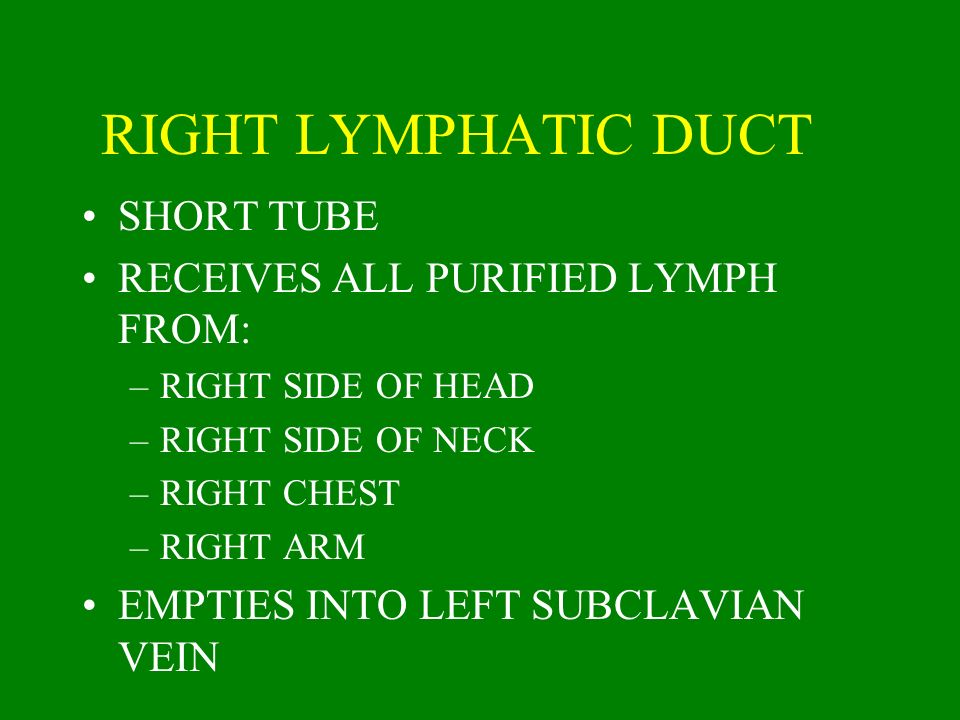 RIGHT LYMPHATIC DUCT SHORT TUBE RECEIVES ALL PURIFIED LYMPH FROM: