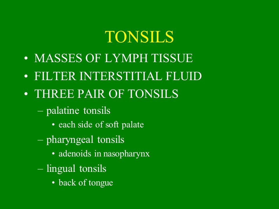 TONSILS MASSES OF LYMPH TISSUE FILTER INTERSTITIAL FLUID