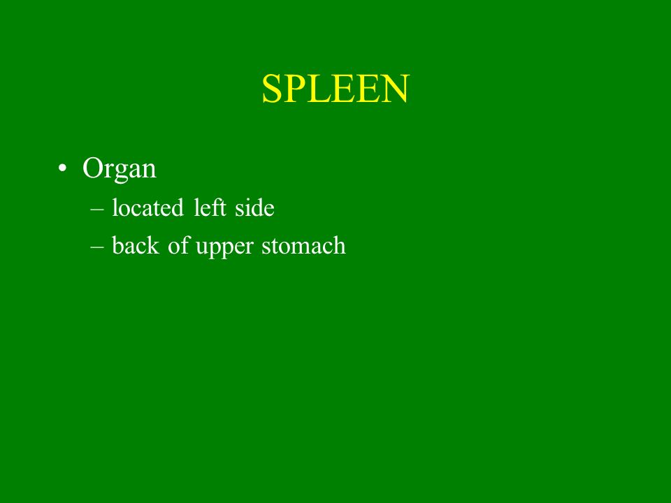 SPLEEN Organ located left side back of upper stomach