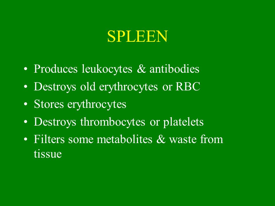 SPLEEN Produces leukocytes & antibodies