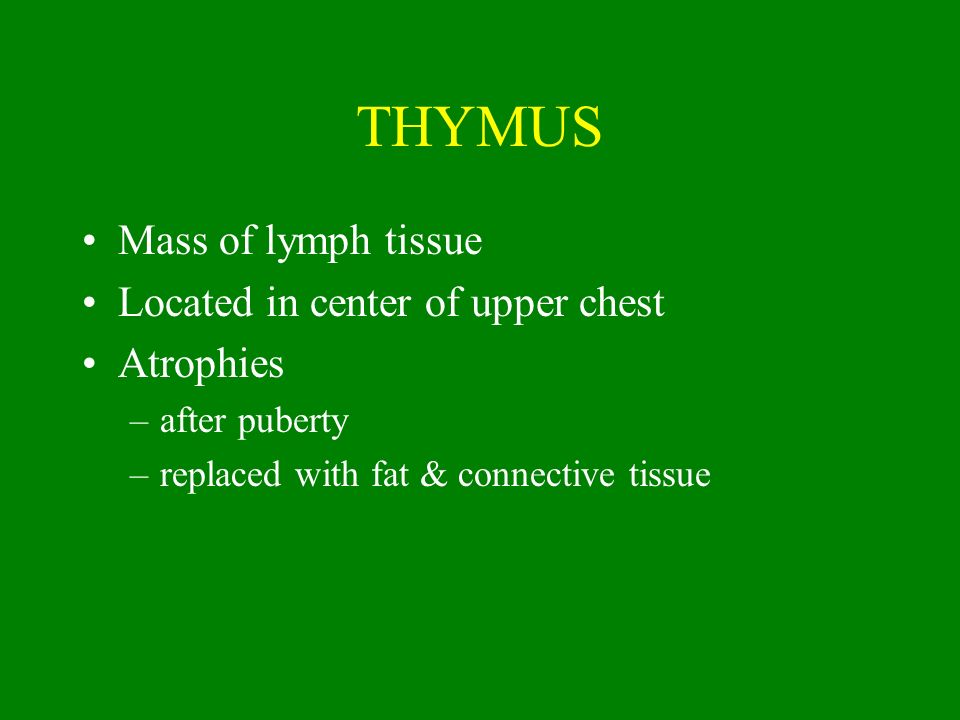 THYMUS Mass of lymph tissue Located in center of upper chest Atrophies