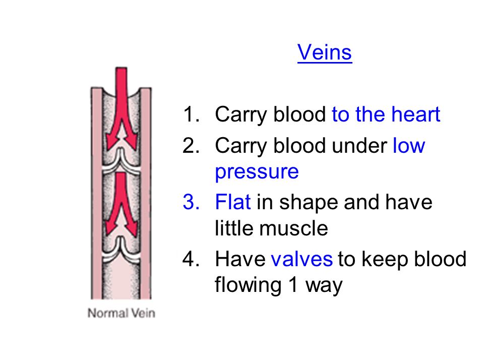 Veins Carry blood to the heart. Carry blood under low pressure. Flat in shape and have little muscle.