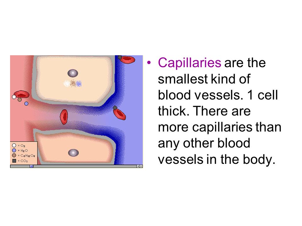 Capillaries are the smallest kind of blood vessels. 1 cell thick