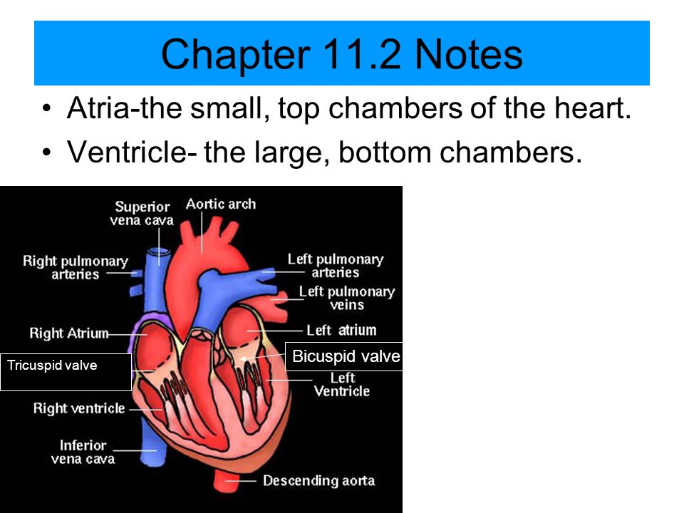 Chapter 11.2 Notes Atria-the small, top chambers of the heart.