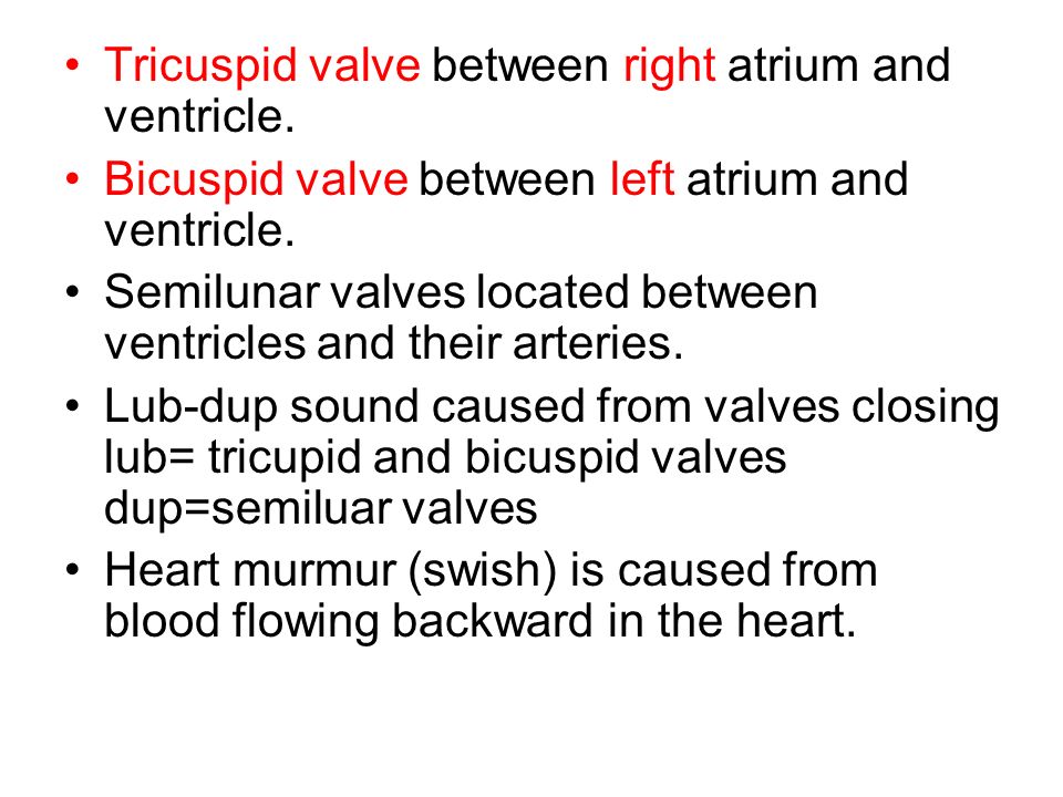 Tricuspid valve between right atrium and ventricle.