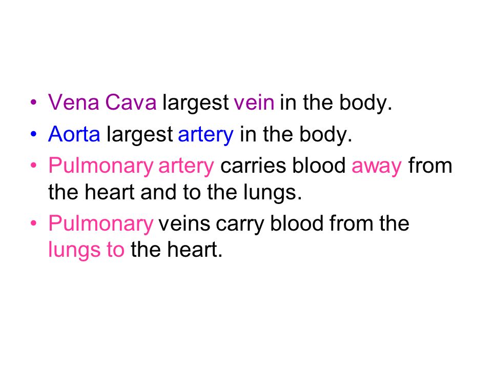 Vena Cava largest vein in the body.