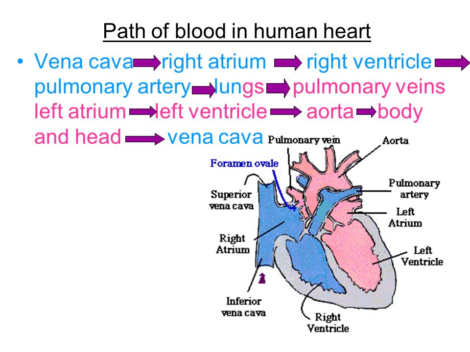 Path of blood in human heart