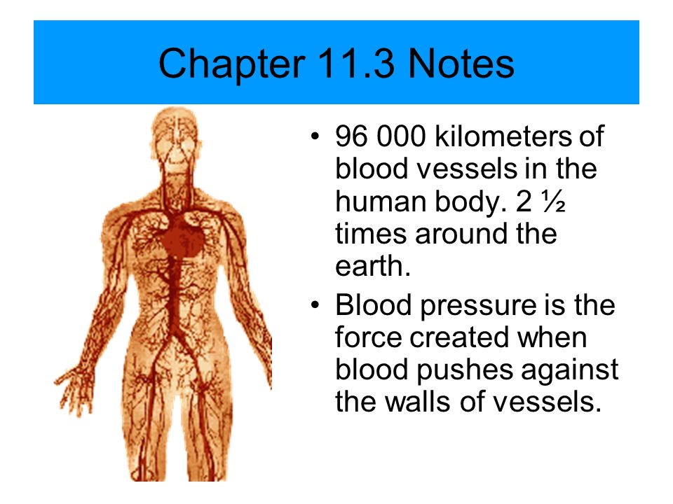 Chapter 11.3 Notes kilometers of blood vessels in the human body. 2 ½ times around the earth.