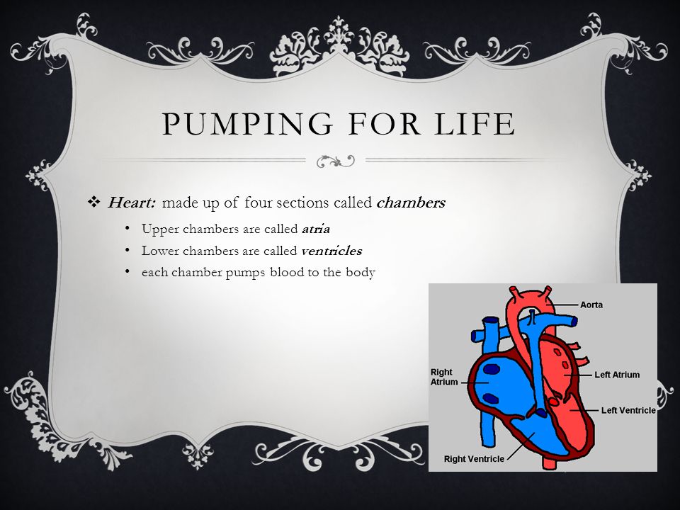 pumping for life Heart: made up of four sections called chambers