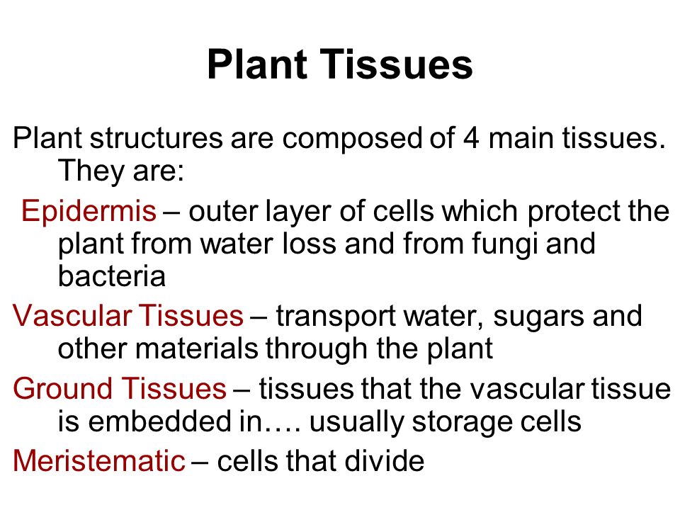 Plant Tissues Plant structures are composed of 4 main tissues. They are: