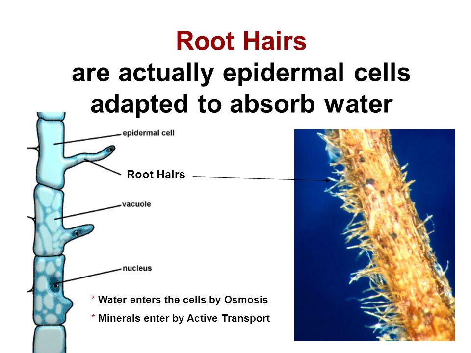 Root Hairs are actually epidermal cells adapted to absorb water