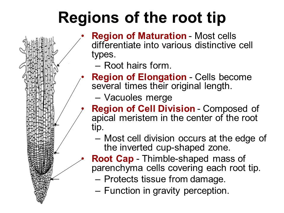 Regions of the root tip Region of Maturation - Most cells differentiate into various distinctive cell types.