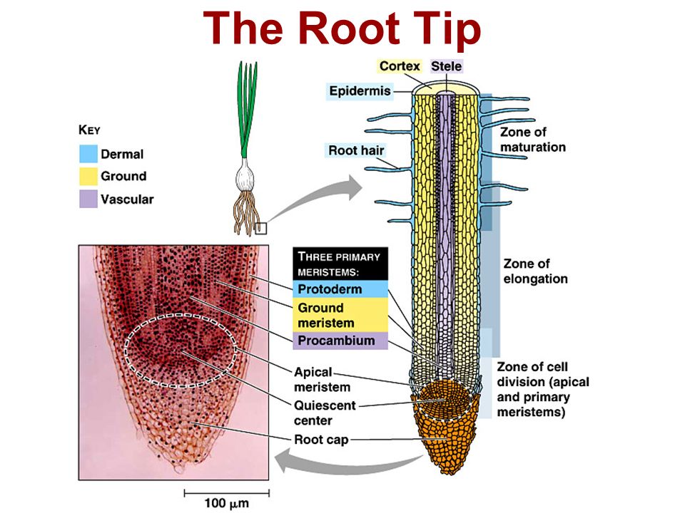The Root Tip