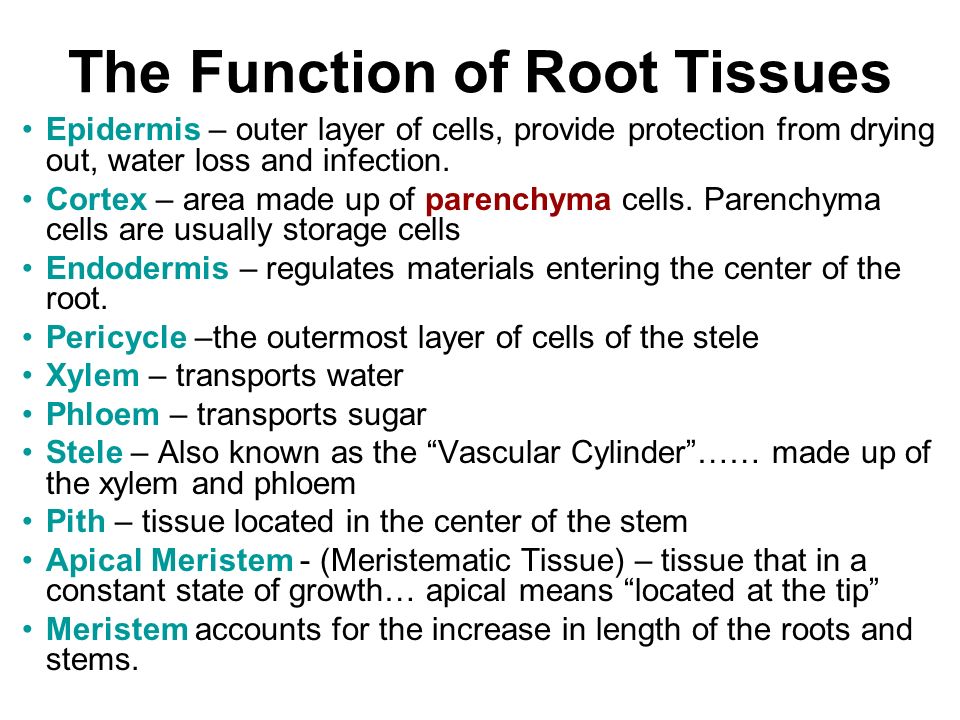 The Function of Root Tissues