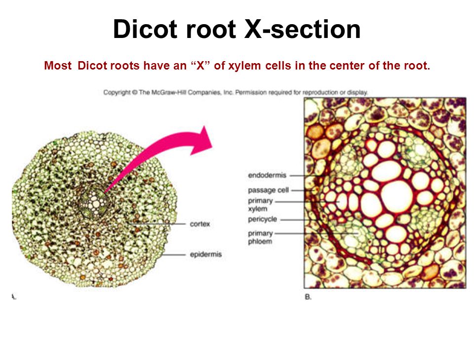 Dicot root X-section Most Dicot roots have an X of xylem cells in the center of the root.