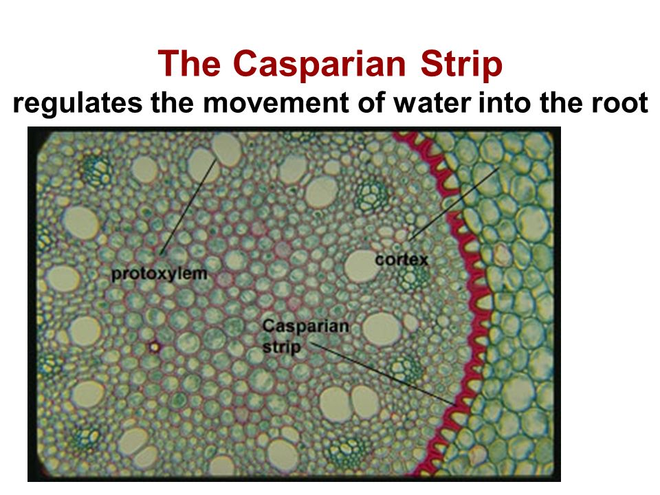 The Casparian Strip regulates the movement of water into the root
