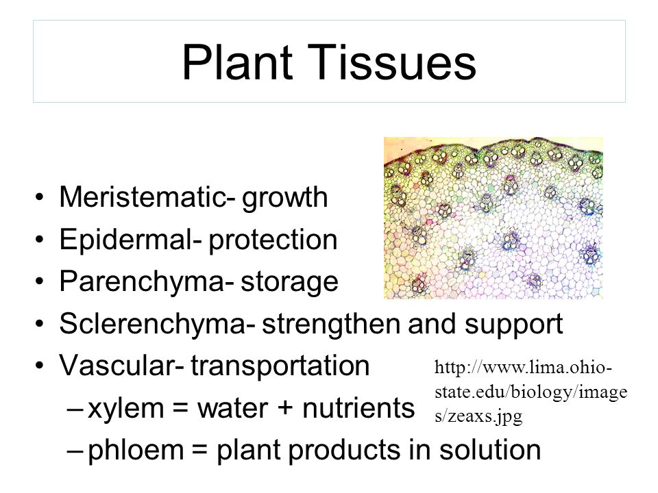 Plant Tissues Meristematic- growth Epidermal- protection