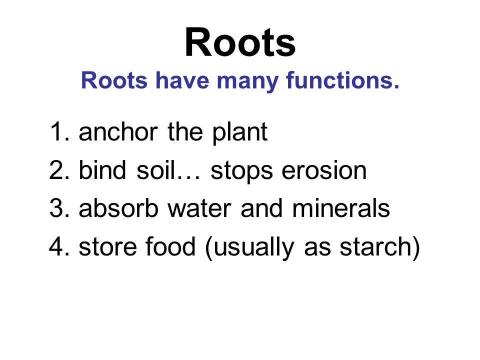 Roots Roots have many functions.