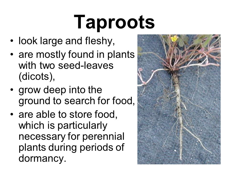 Taproots look large and fleshy,