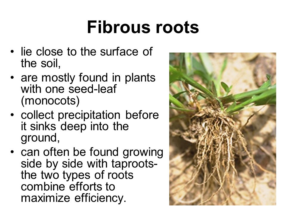 Fibrous roots lie close to the surface of the soil,