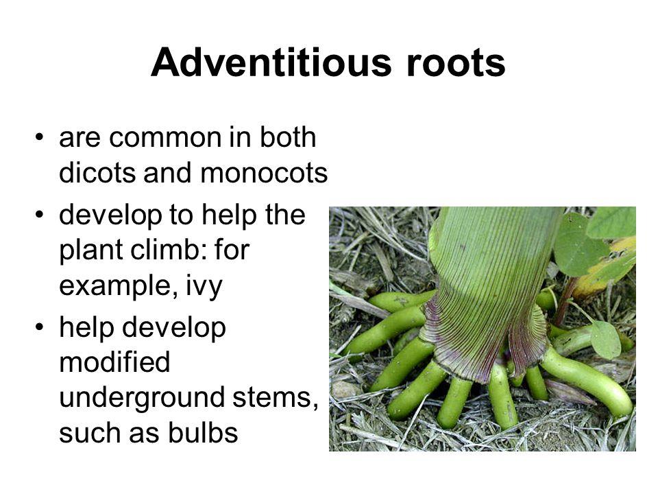 Adventitious roots are common in both dicots and monocots