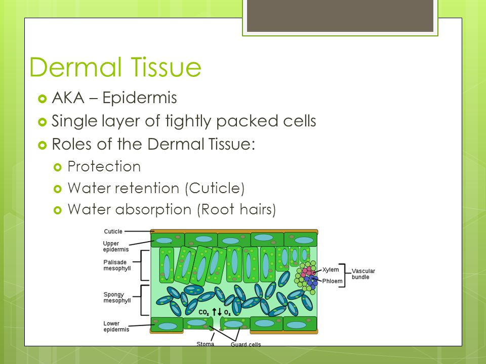 Dermal Tissue AKA – Epidermis Single layer of tightly packed cells